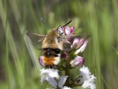 Narrow-bordered Bee Hawk-moth (Hemaris tityus)