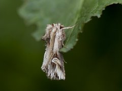 Purple Cloud (Actinotia polyodon)