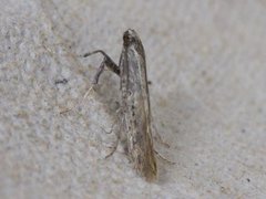 Aspilapteryx tringipennella