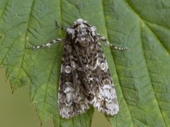 The Coronet (Craniophora ligustri)