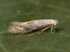 Birch Bent-wing (Bucculatrix demaryella)