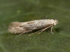 Bucculatrix demaryella