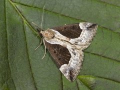Beautiful Snout (Hypena crassalis)