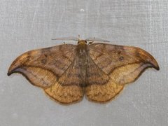 Dusky Hook-tip (Drepana curvatula)