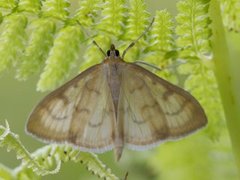 Translucent Pearl (Paratalanta hyalinalis)