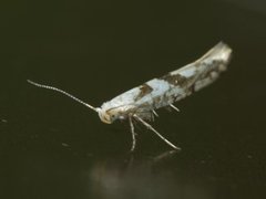 Gold Rowan Argent (Argyresthia sorbiella)