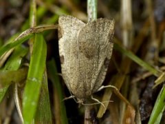 Large Ivy Tortrix (Lozotaenia forsterana)