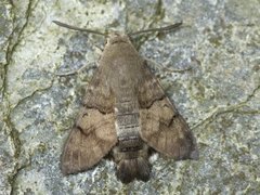Hummingbird Hawk-moth (Macroglossum stellatarum)