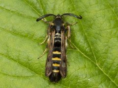 Raspberry Clearwing (Pennisetia hylaeiformis)