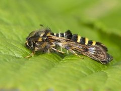 Raspberry Clearwing (Pennisetia hylaeiformis)