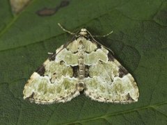Svartflekket olivenmåler (Colostygia pectinataria)