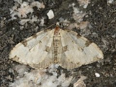 Svartflekket olivenmåler (Colostygia pectinataria)