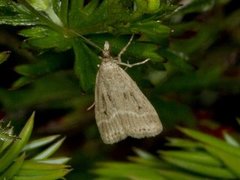 Marsh Grey (Eudonia pallida)