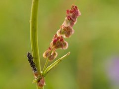 Teleiopsis diffinis