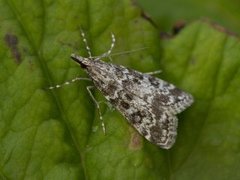 Heimosemott (Eudonia sudetica)