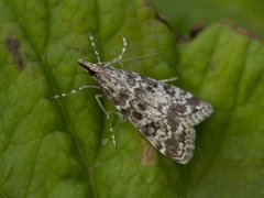 Skogmosemott (Eudonia lacustrata)