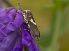 Vikkefrøvikler (Grapholita orobana)