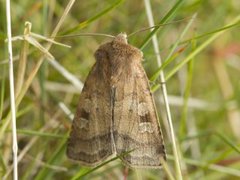 Fen Square-spot (Diarsia florida)