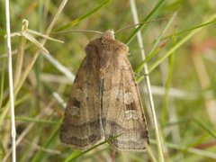 Engteglfly (Diarsia florida)