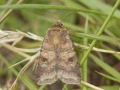 Fen Square-spot (Diarsia florida)