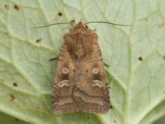 Fen Square-spot (Diarsia florida)