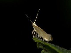 Bronze Argent (Argyresthia arceuthina)