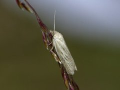 Dotted Shade (Eana osseana)