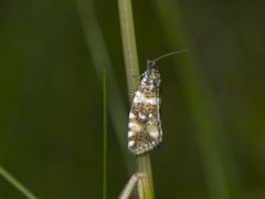 Olive Marble (Phiaris micana)