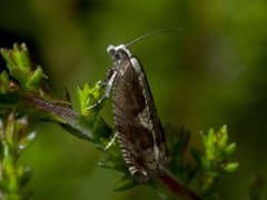 Tyttebærhakevikler (Rhopobota ustomaculana)