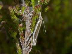 Grass-veneer (Crambus pascuella)