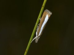Perlemornebbmott (Catoptria margaritella)