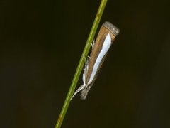 Pearl-band Grass Veneer (Catoptria margaritella)