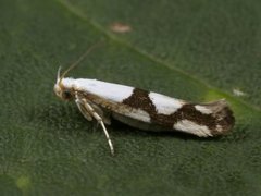 Argyresthia ivella