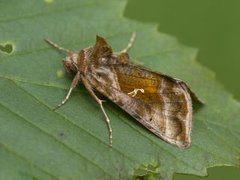 Plain Golden Y (Autographa jota)