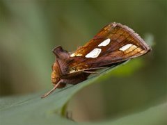 Langstreket metallfly (Plusia festucae)