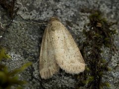 Small Dotted Buff (Photedes minima)