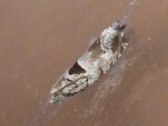 Small Birch Bell (Epinotia ramella)