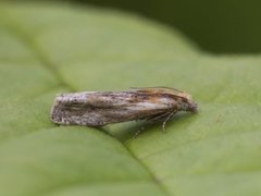 Tistelengvikler (Eucosma cana)