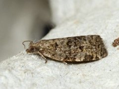 Bartrevikler (Dichelia histrionana)