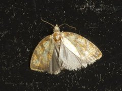 Yellow Rose Button (Acleris bergmanniana)
