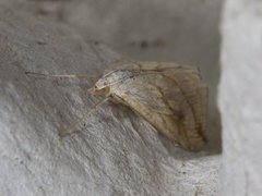 Garden Pebble (Evergestis forficalis)
