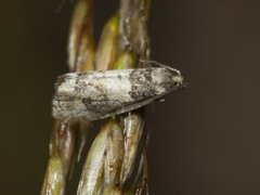 Furublomstvikler (Piniphila bifasciana)