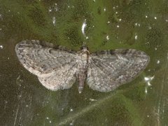 Seljedvergmåler (Eupithecia tenuiata)