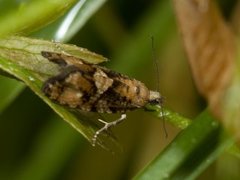 Spruce Bud Moth (Zeiraphera ratzeburgiana)
