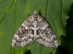 Granbarmåler (Thera variata)