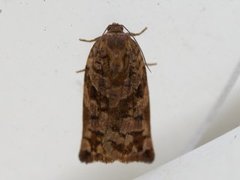 Pine Tortrix (Archips oporana)