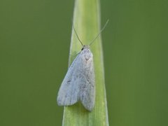 Dvergnebbfly (Hypenodes humidalis)