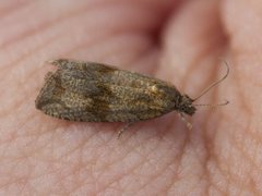 Barred Marble (Celypha striana)