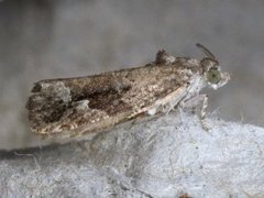 Diamond-back Marble (Eudemis profundana)