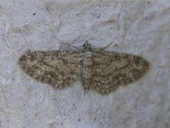 Lønnedvergmåler (Eupithecia inturbata)
